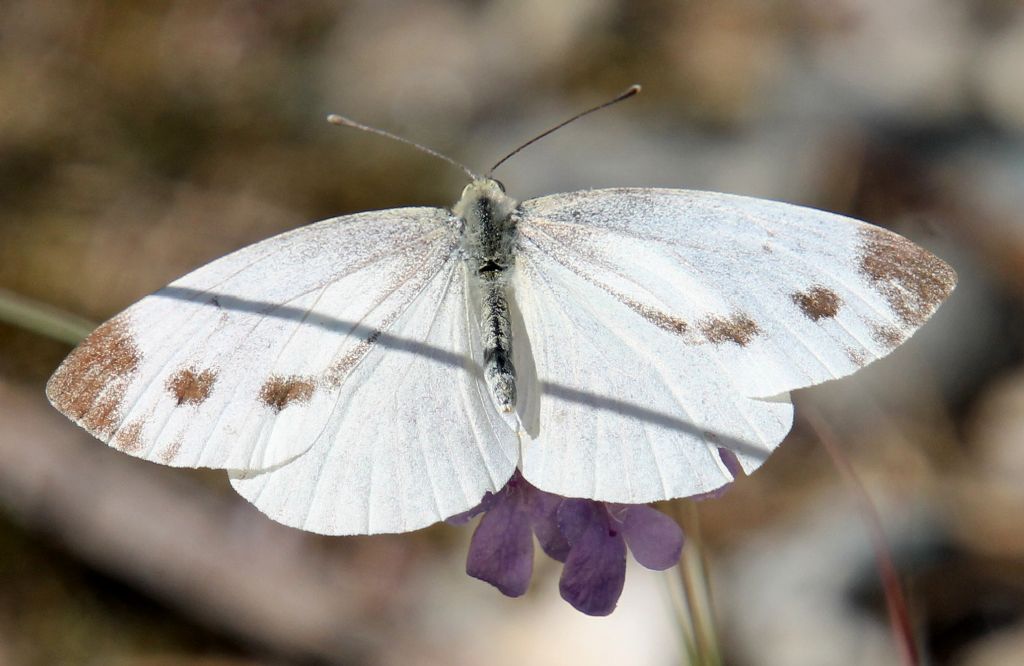 Pieris mannii? No, Pieris napi